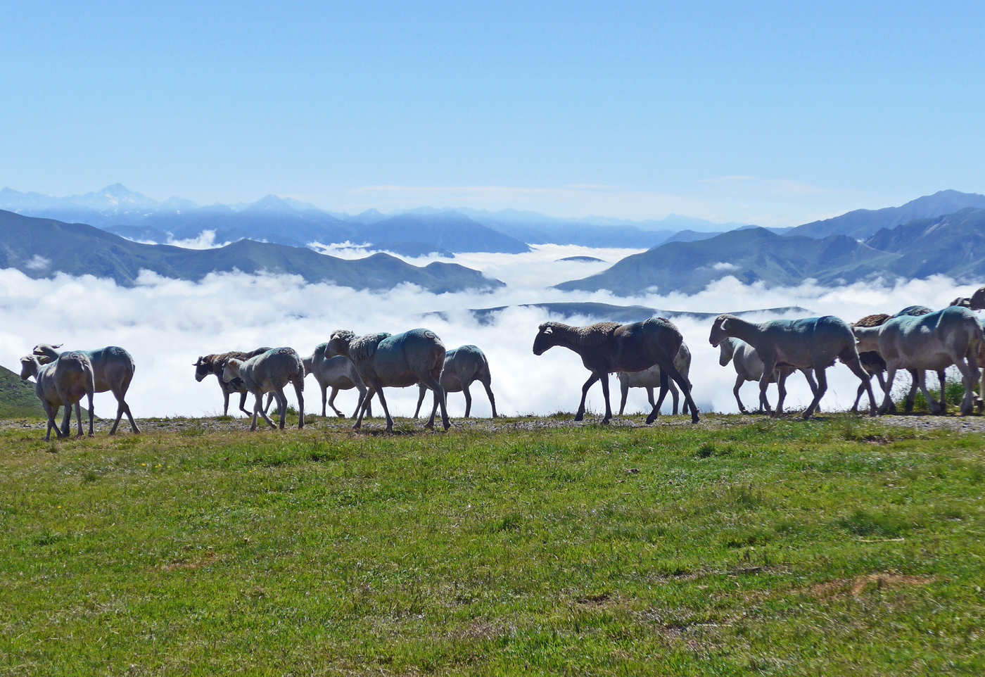 Heading for summer pasture